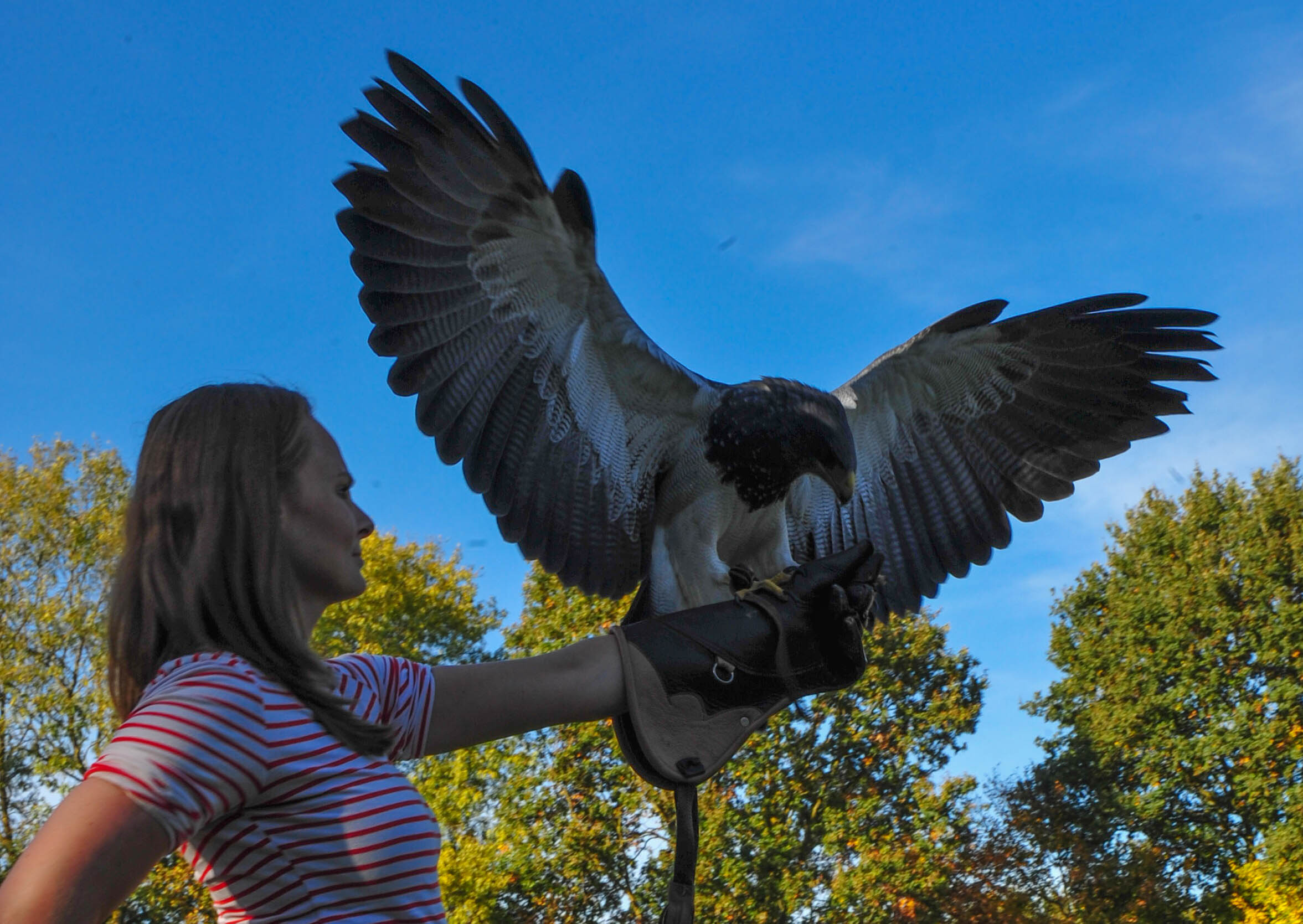 Een geweldig coachweekend met roofvogels