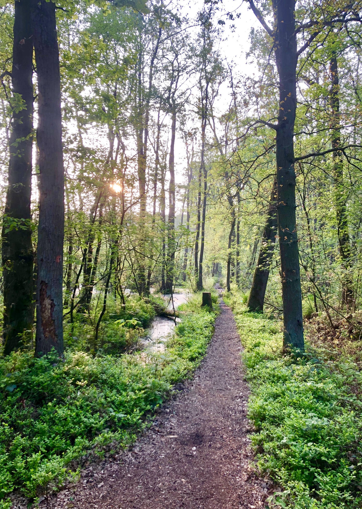 Wandelen in de omgeving