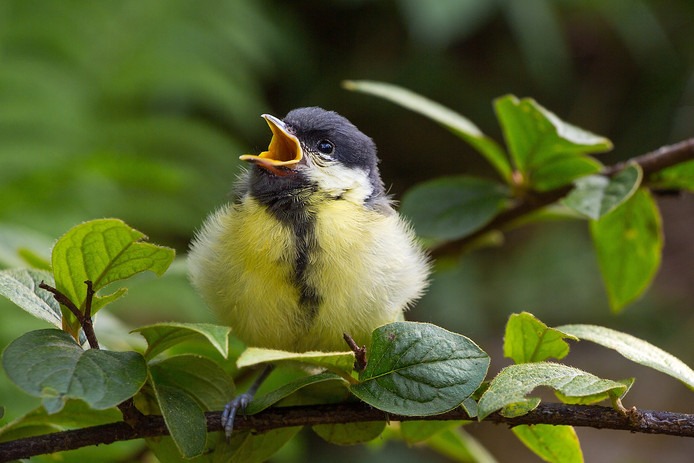 We krijgen ruim 350 jonge vogeltjes!!!